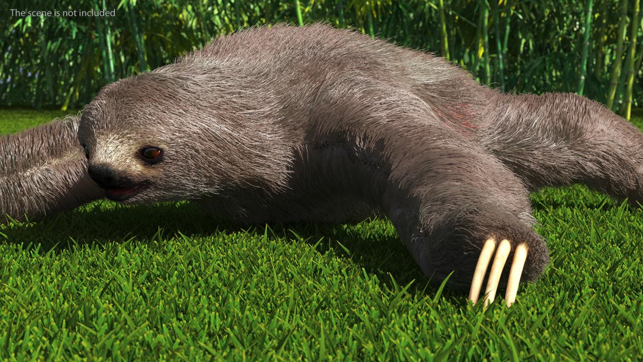 Sloth Fur 3D model