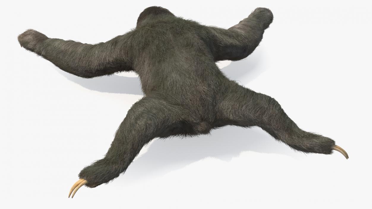 Sloth Fur 3D model