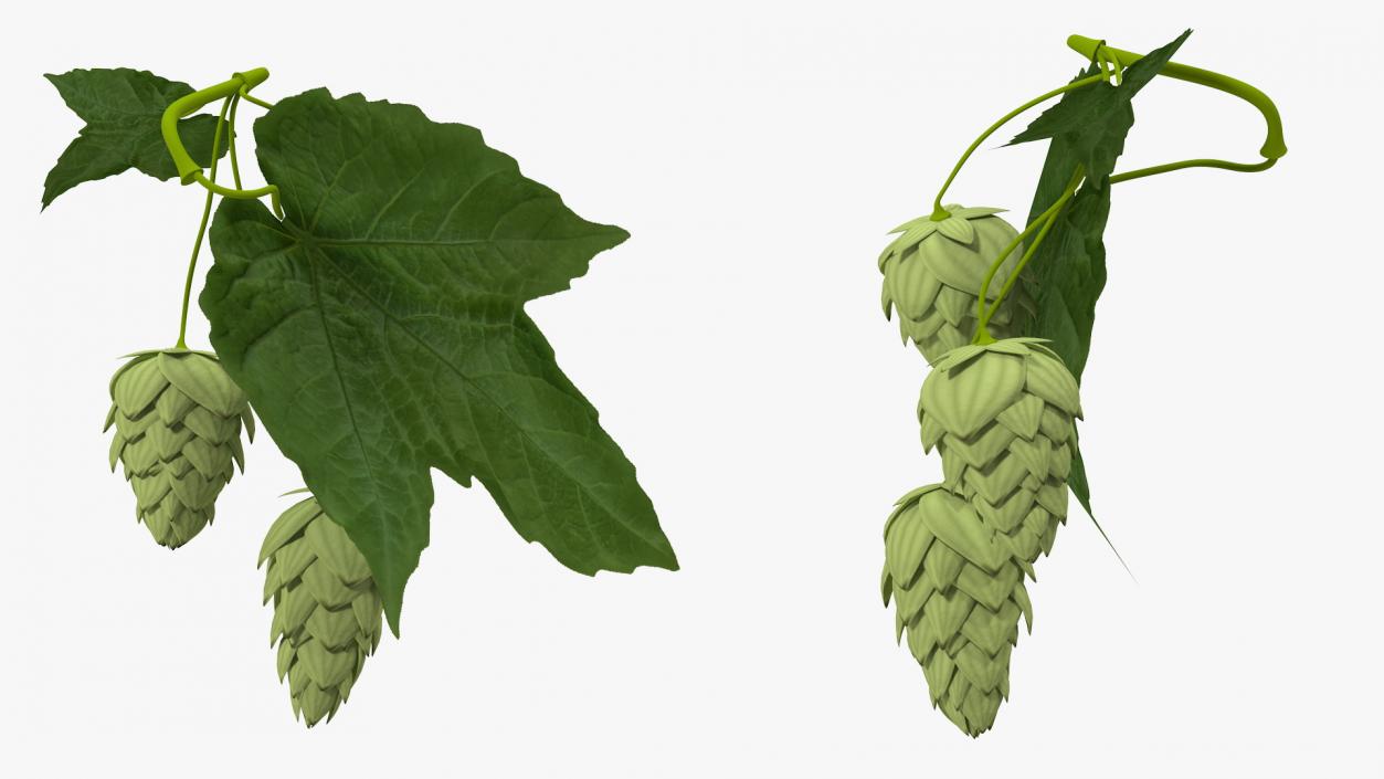 3D model Fresh Branch of Hops