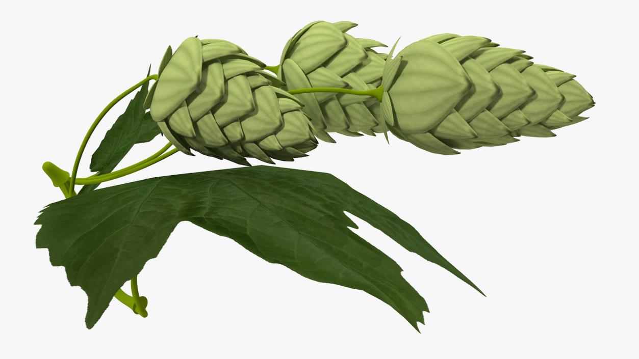 3D model Fresh Branch of Hops