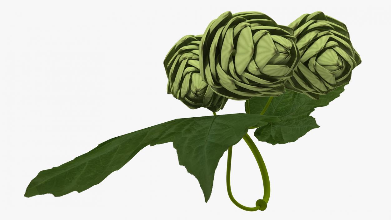 3D model Fresh Branch of Hops