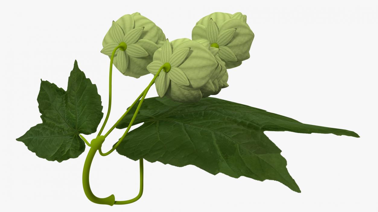 3D model Fresh Branch of Hops