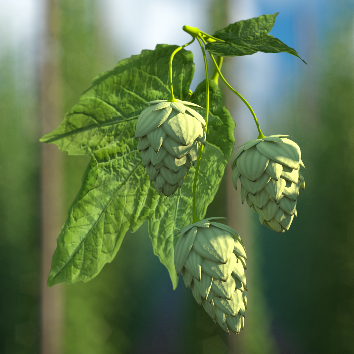 3D model Fresh Branch of Hops