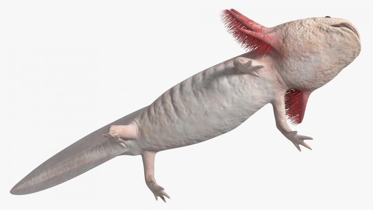 3D model Axolotl Albino Rigged for Cinema 4D