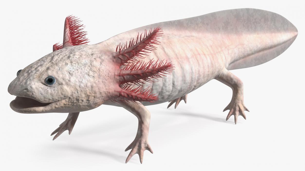 3D model Axolotl Albino Rigged for Cinema 4D