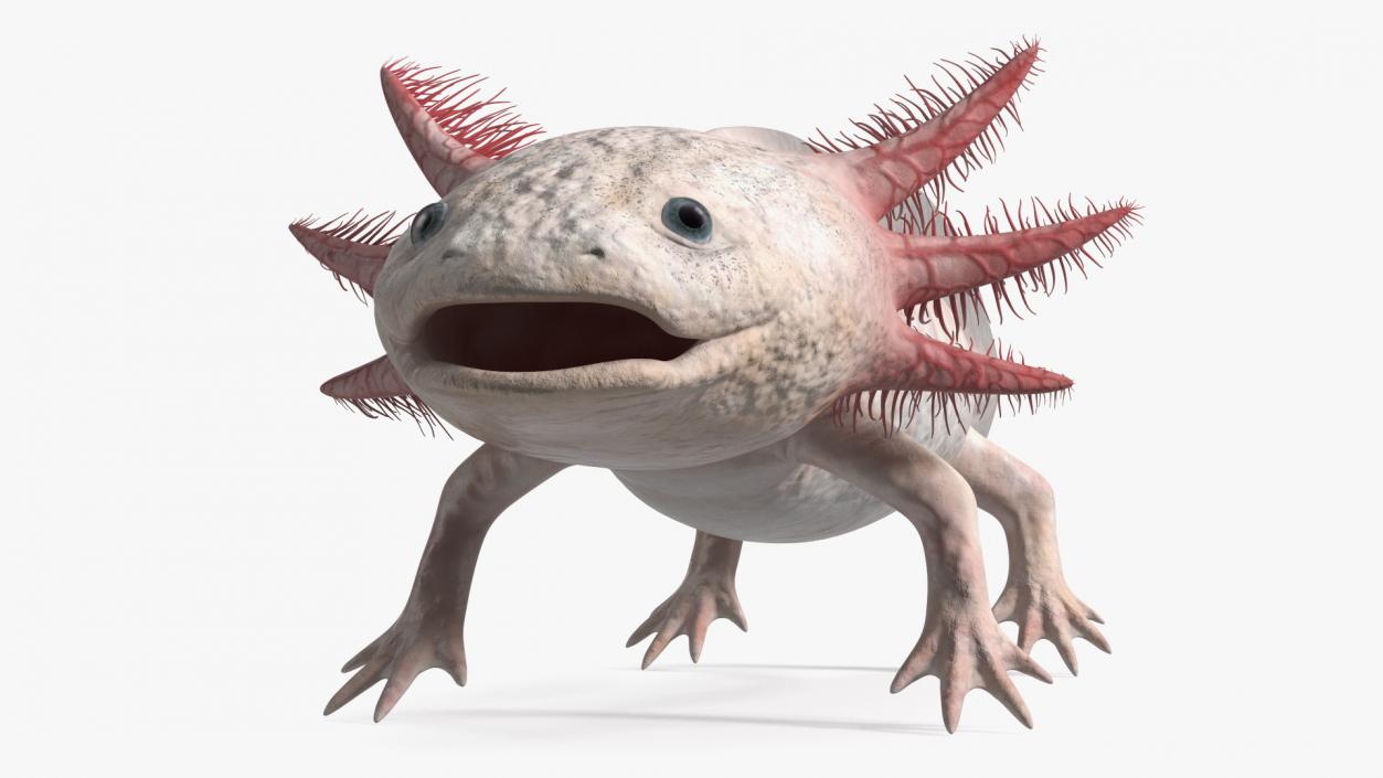 3D model Axolotl Albino Rigged for Cinema 4D