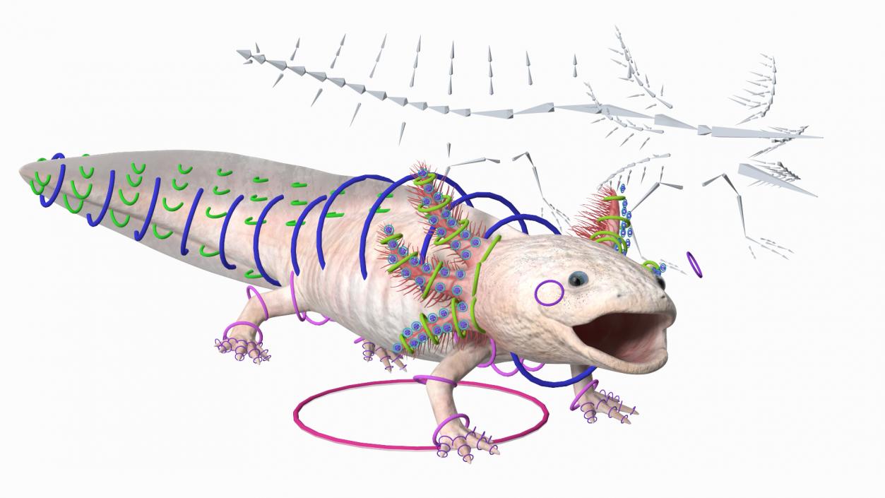 3D model Axolotl Albino Rigged for Cinema 4D