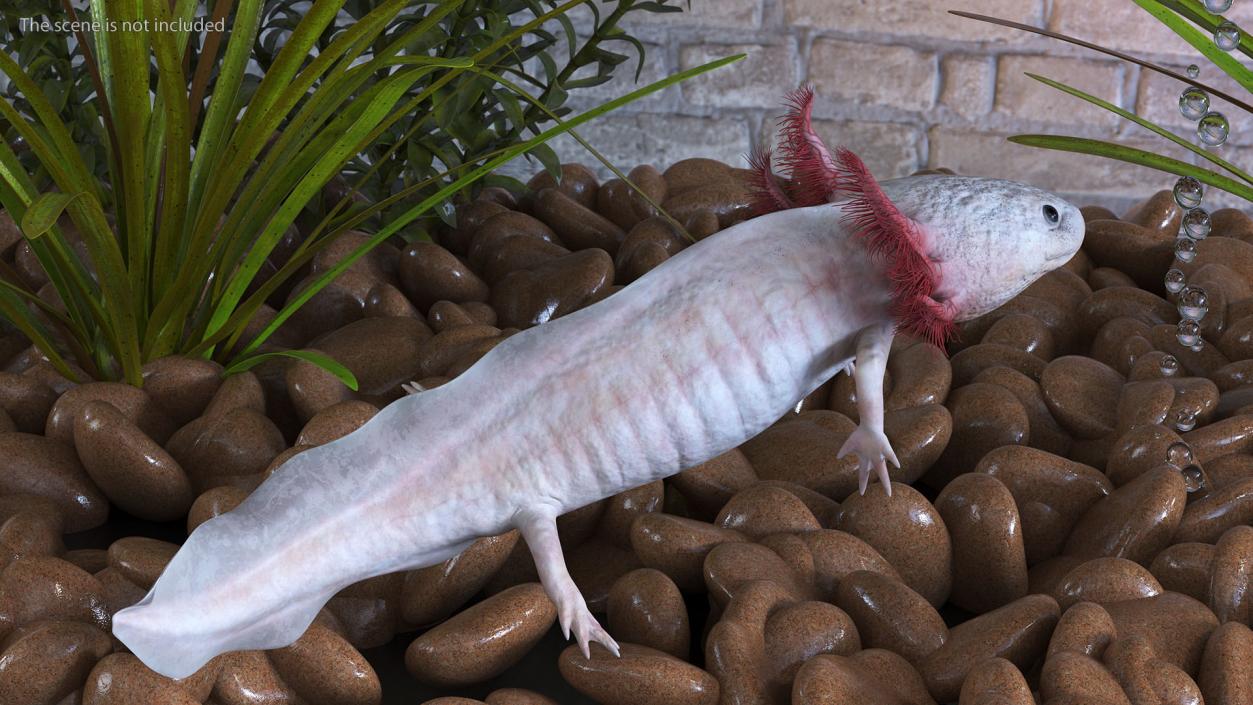 3D model Axolotl Albino Rigged for Cinema 4D