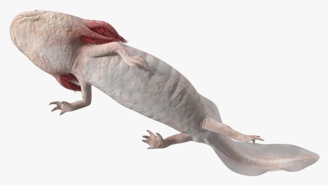 3D model Axolotl Albino Rigged for Cinema 4D