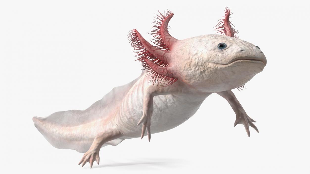 3D model Axolotl Albino Rigged for Cinema 4D