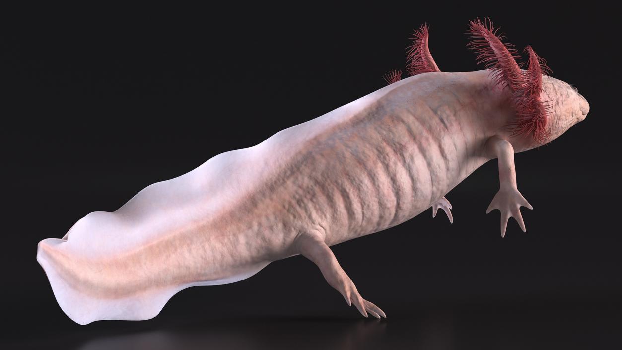 3D model Axolotl Albino Rigged for Cinema 4D