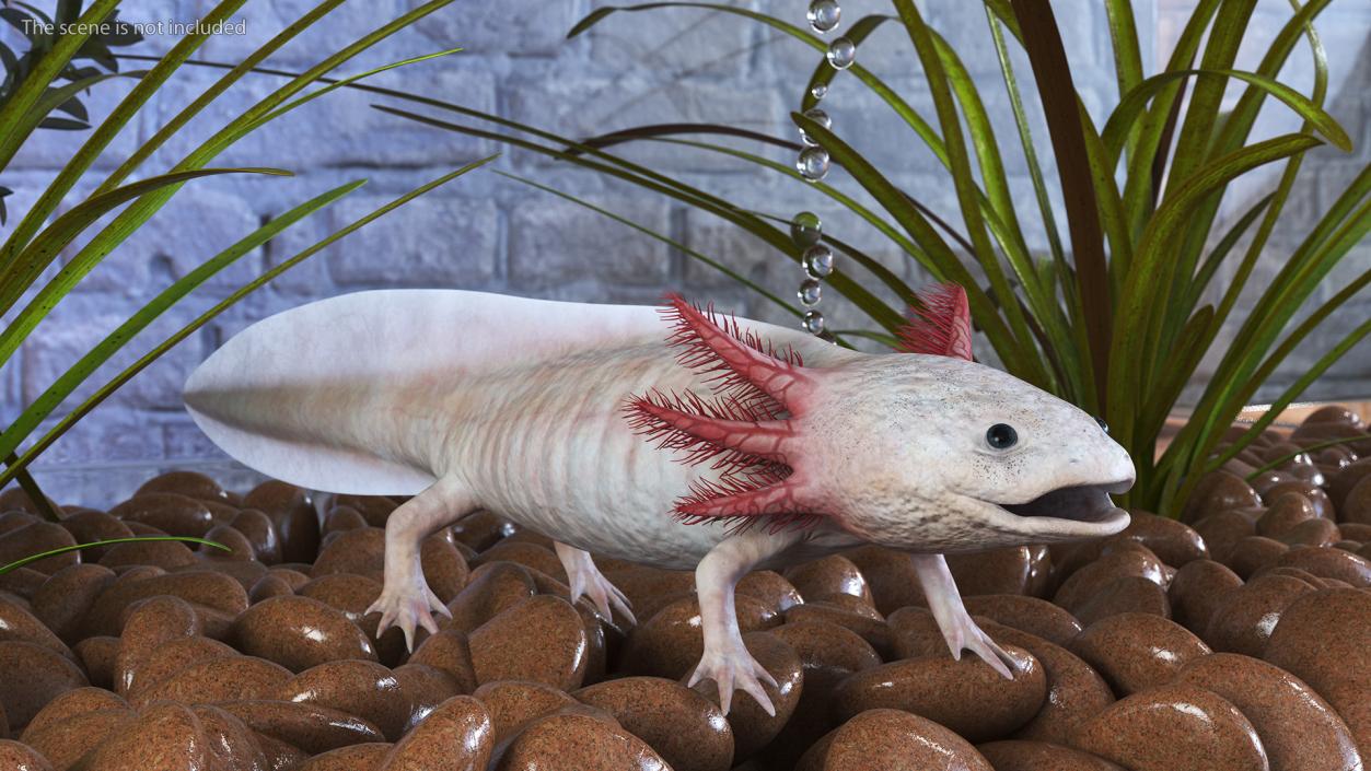 3D model Axolotl Albino Rigged for Cinema 4D