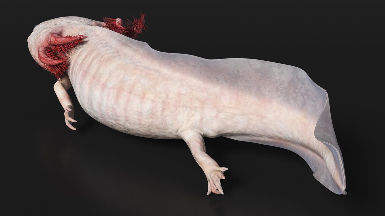 3D model Axolotl Albino Rigged for Cinema 4D