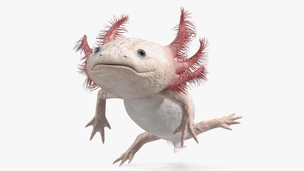 3D model Axolotl Albino Rigged for Cinema 4D