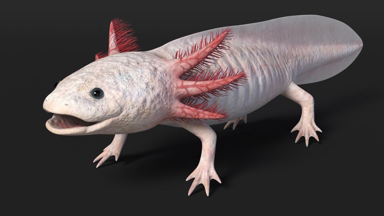 3D model Axolotl Albino Rigged for Cinema 4D