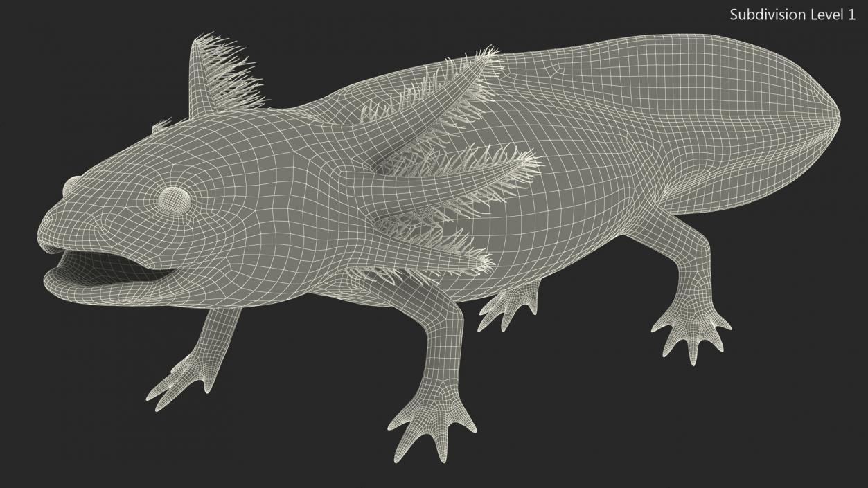 3D model Axolotl Albino Rigged for Cinema 4D