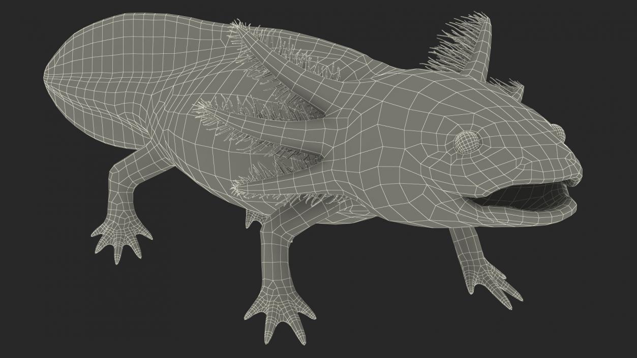 3D model Axolotl Albino Rigged for Cinema 4D