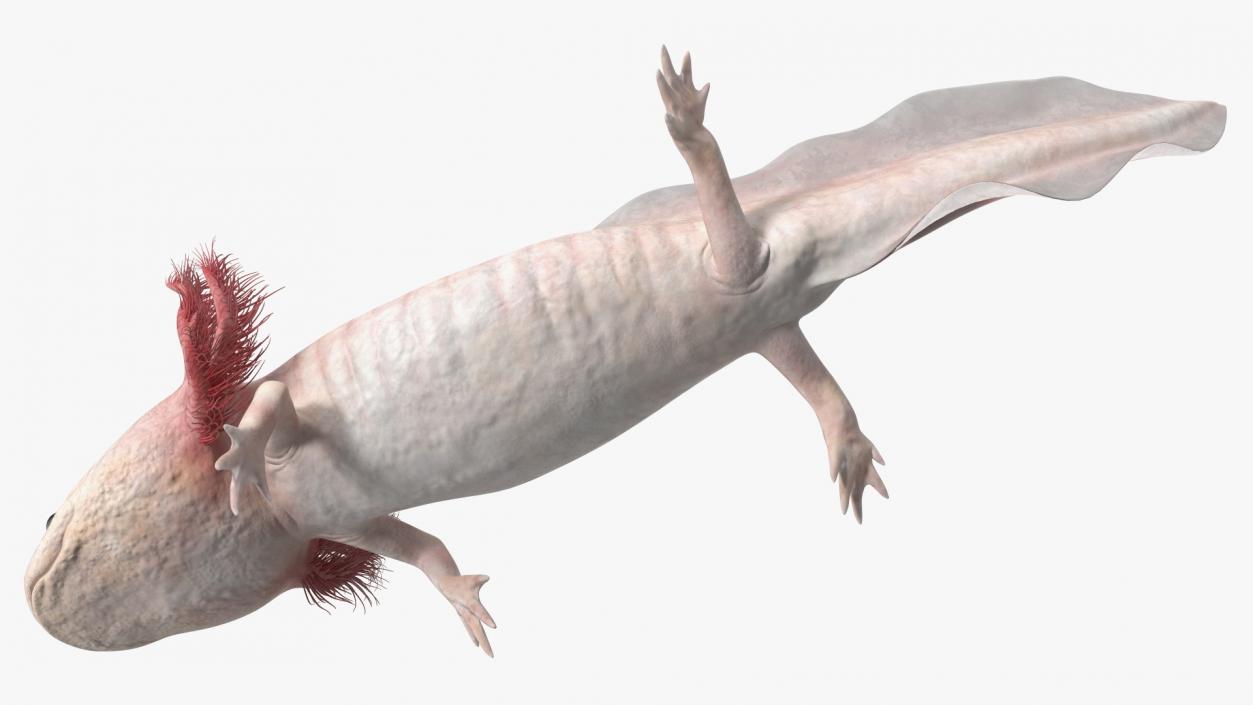 3D model Axolotl Albino Rigged for Cinema 4D