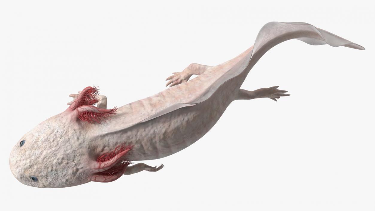 3D model Axolotl Albino Rigged for Cinema 4D