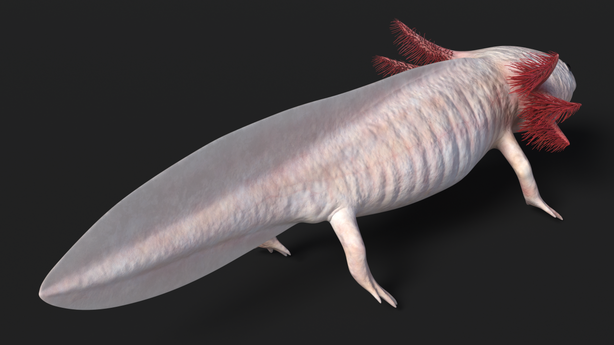 3D model Axolotl Albino Rigged for Cinema 4D