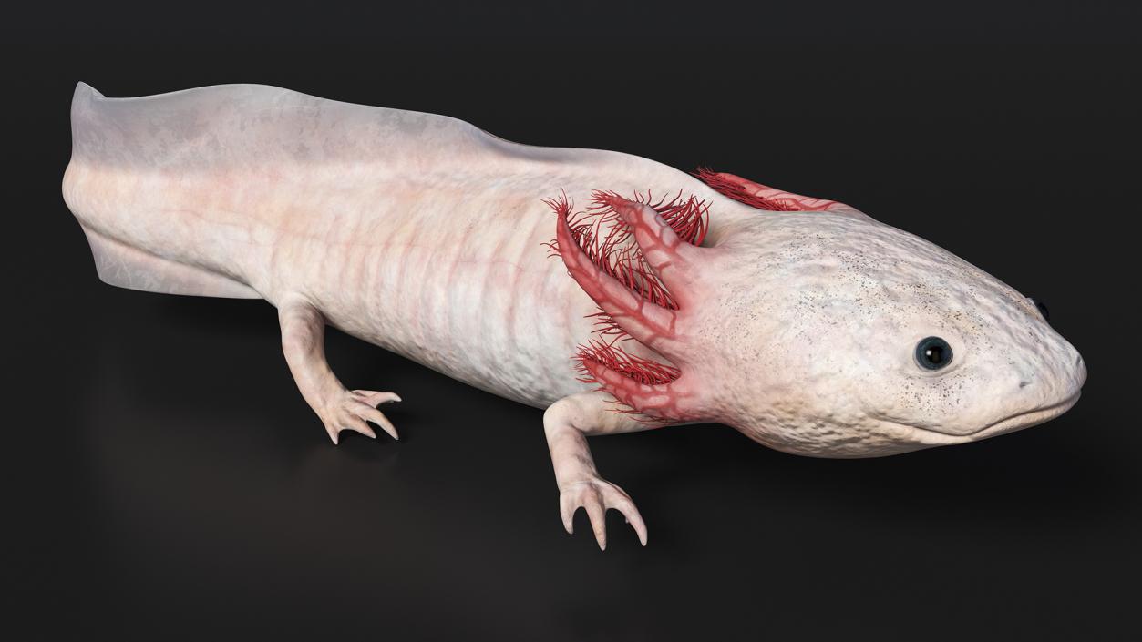 3D model Axolotl Albino Rigged for Cinema 4D