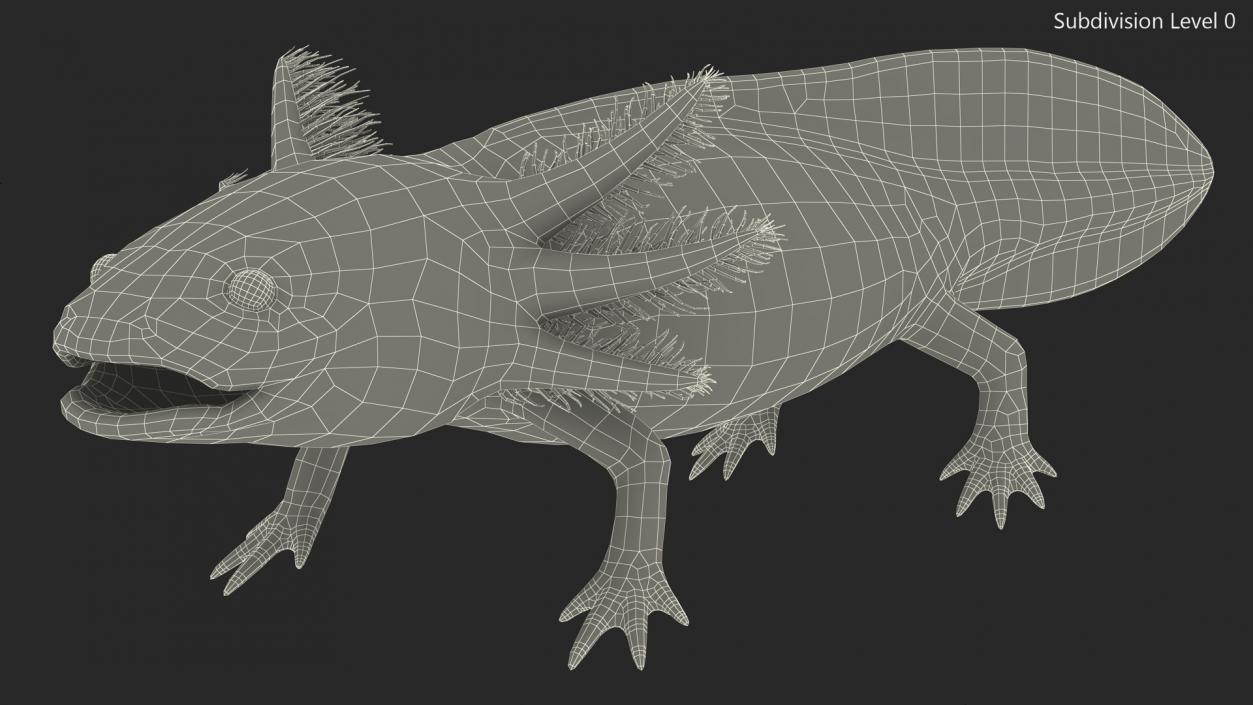 3D model Axolotl Albino Rigged for Cinema 4D