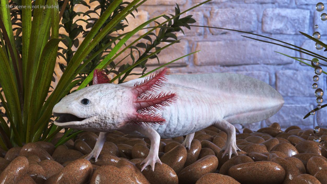 3D model Axolotl Albino Rigged for Cinema 4D