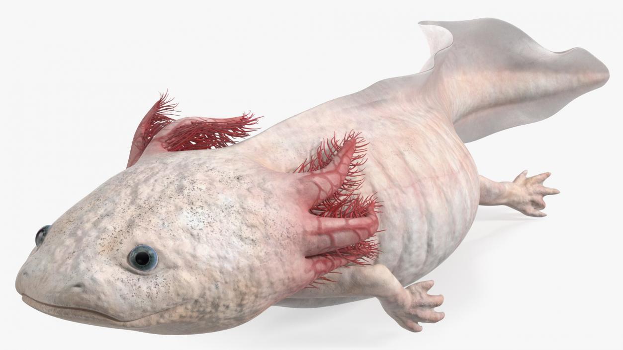 3D model Axolotl Albino Rigged for Cinema 4D