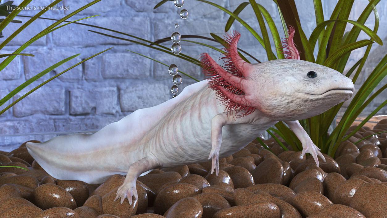 3D model Axolotl Albino Rigged for Cinema 4D