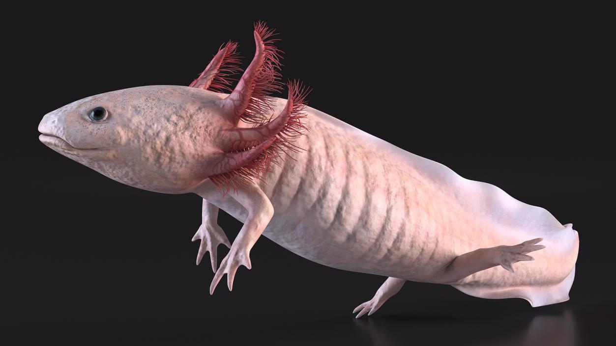 3D model Axolotl Albino Rigged for Cinema 4D