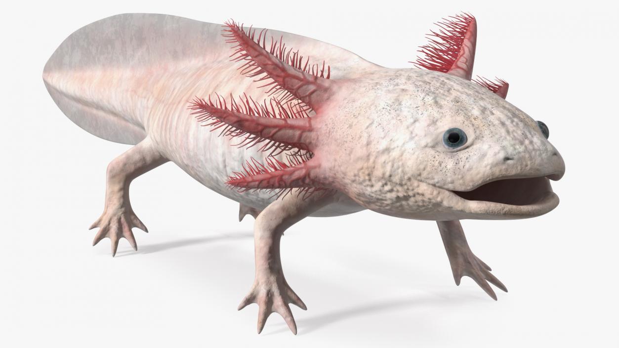 3D model Axolotl Albino Rigged for Cinema 4D