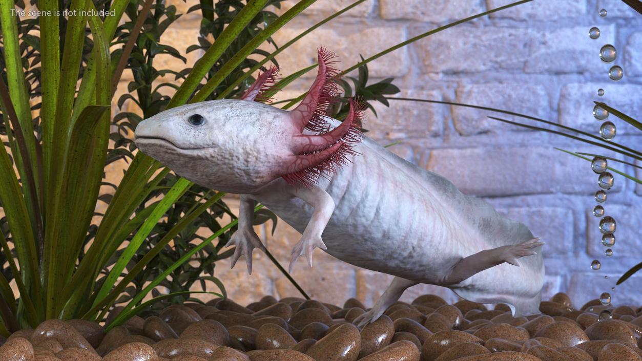 3D model Axolotl Albino Rigged for Cinema 4D