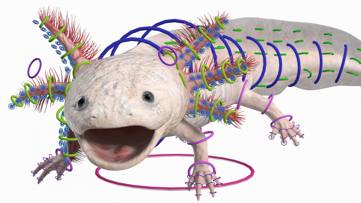 3D model Axolotl Albino Rigged for Cinema 4D