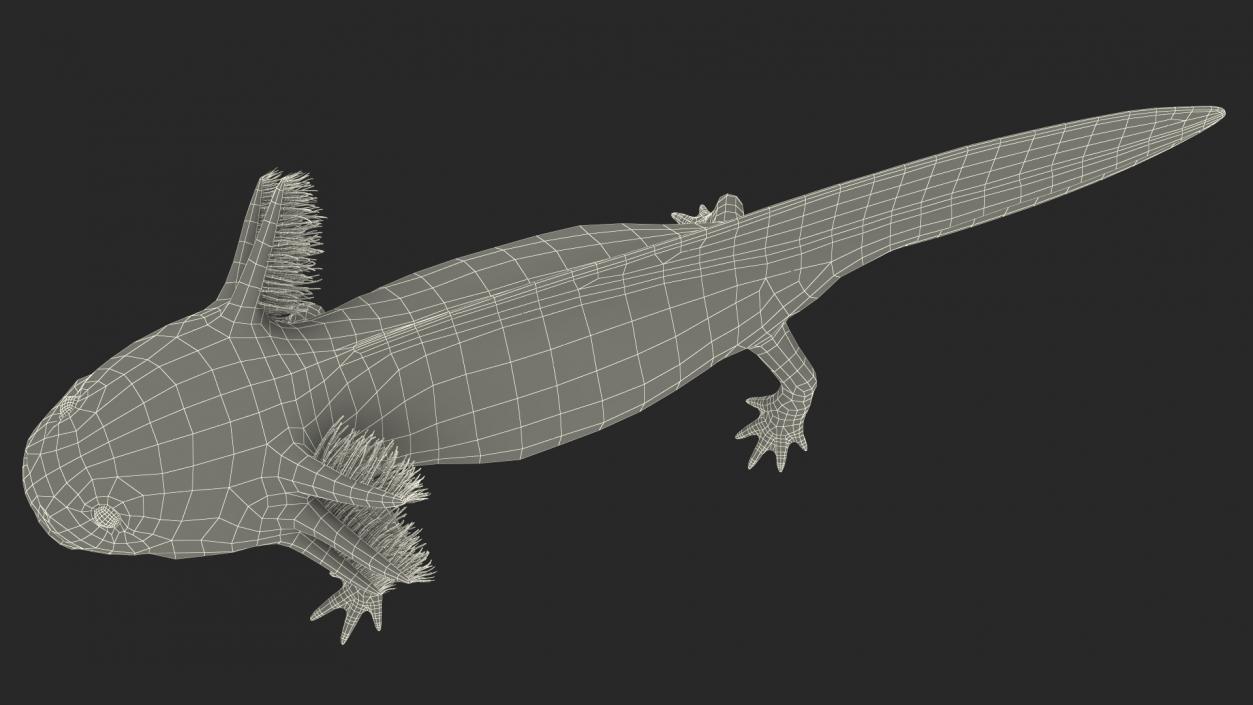 3D model Axolotl Albino Rigged for Cinema 4D