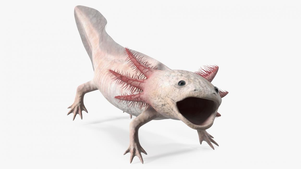 3D model Axolotl Albino Rigged for Cinema 4D