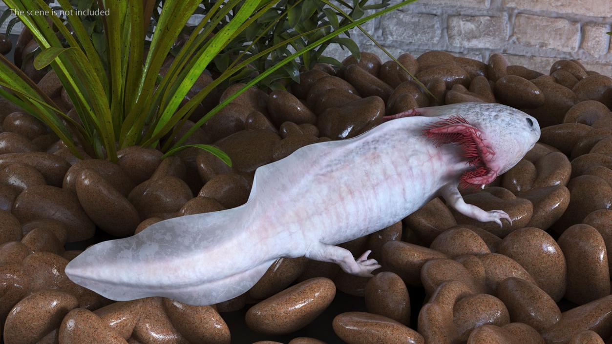 3D model Axolotl Albino Rigged for Cinema 4D