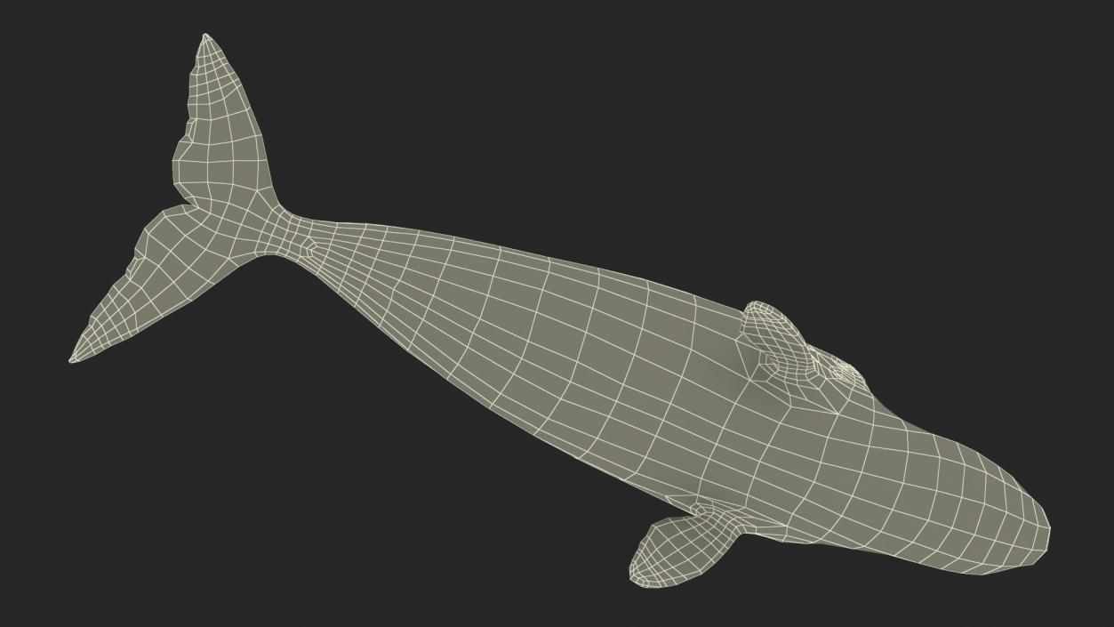 3D Bowhead Whale model