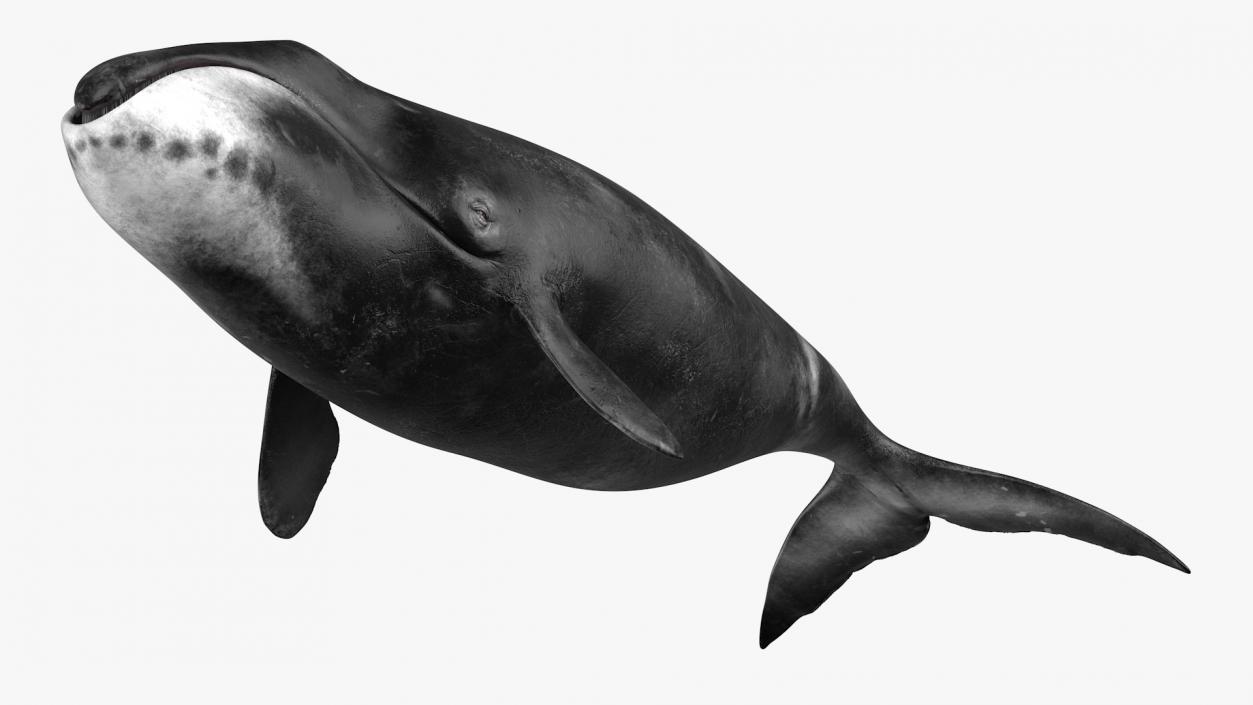 3D Bowhead Whale model