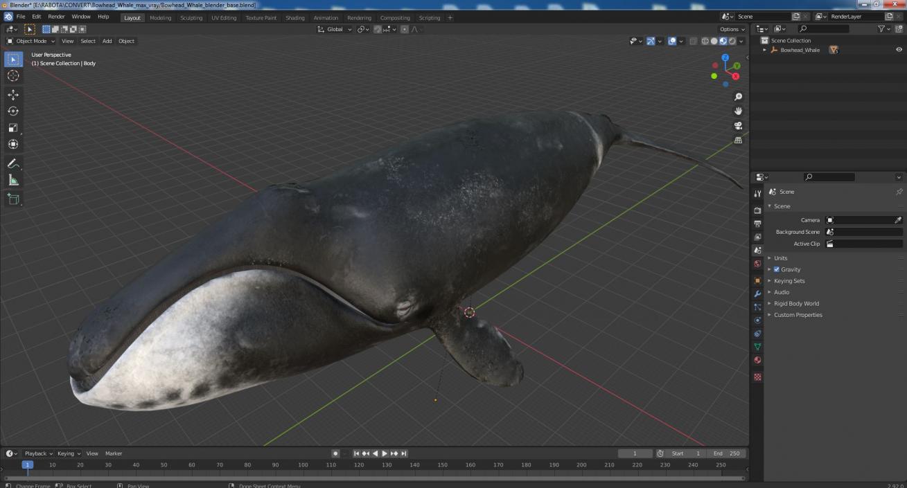 3D Bowhead Whale model