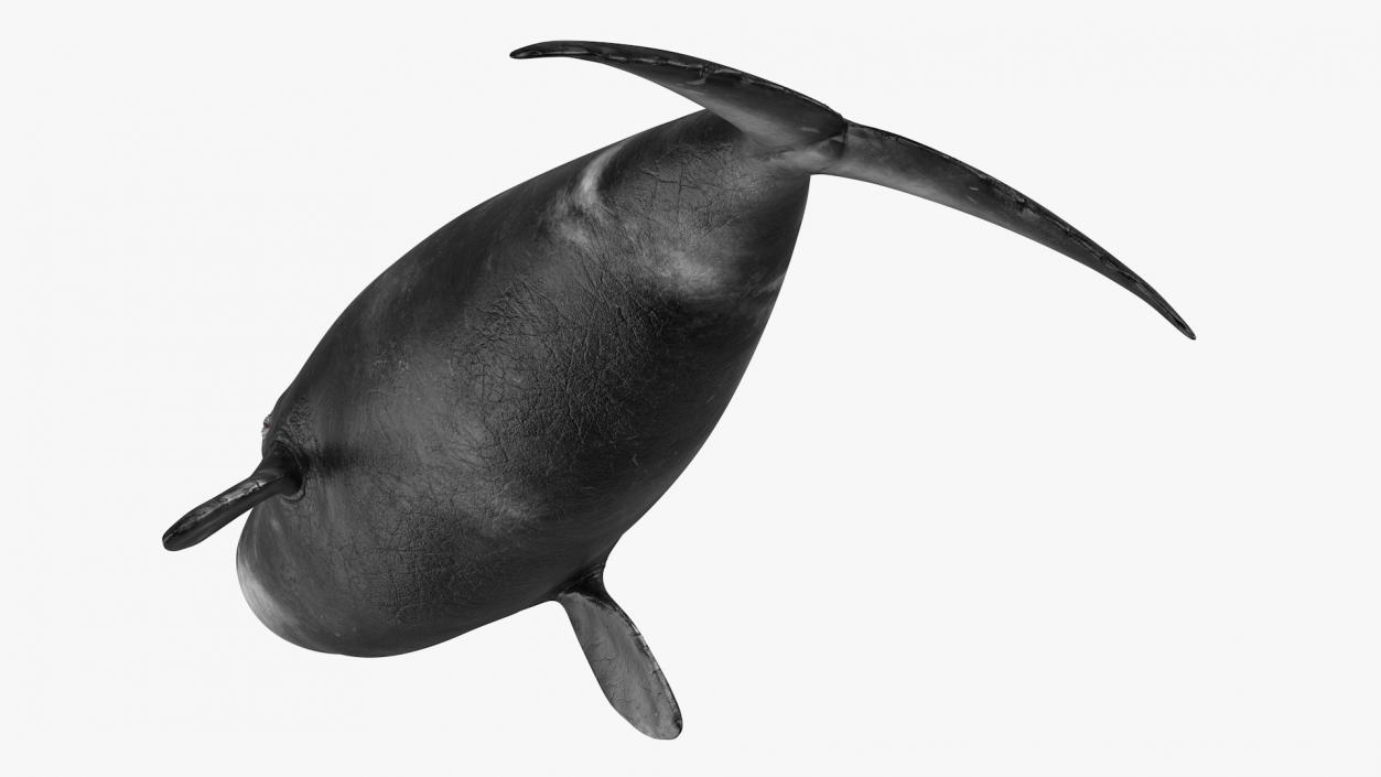 3D Bowhead Whale model