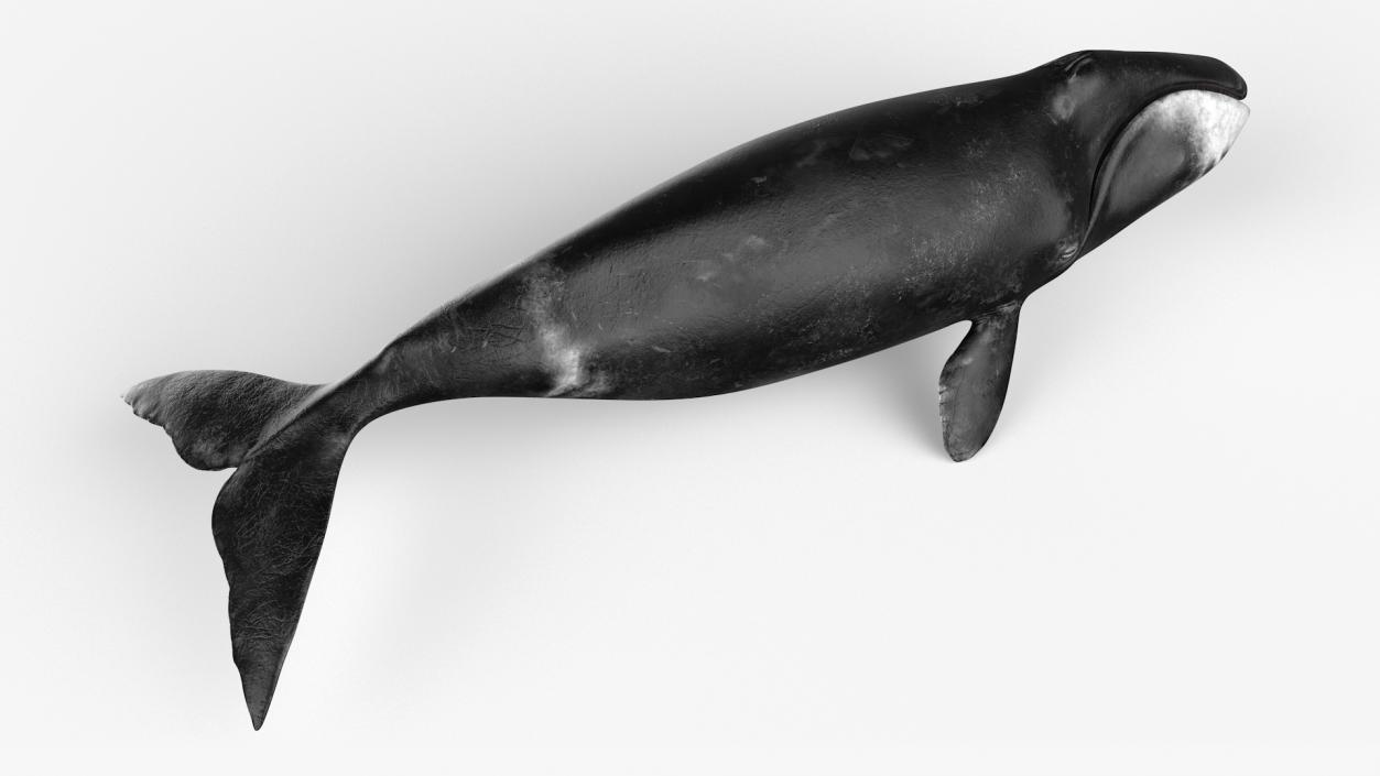 3D Bowhead Whale model