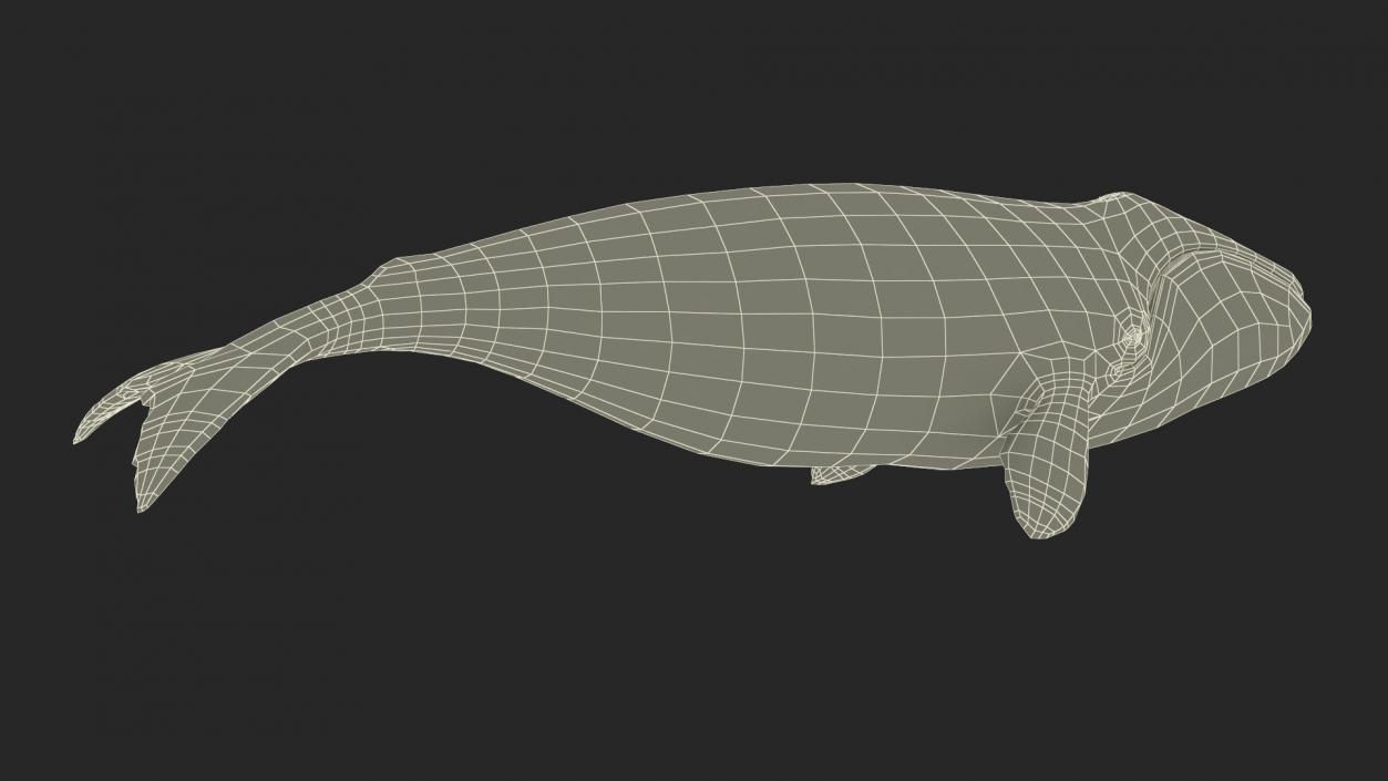 3D Bowhead Whale model