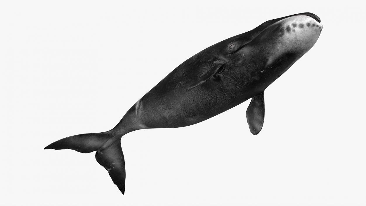 3D Bowhead Whale model