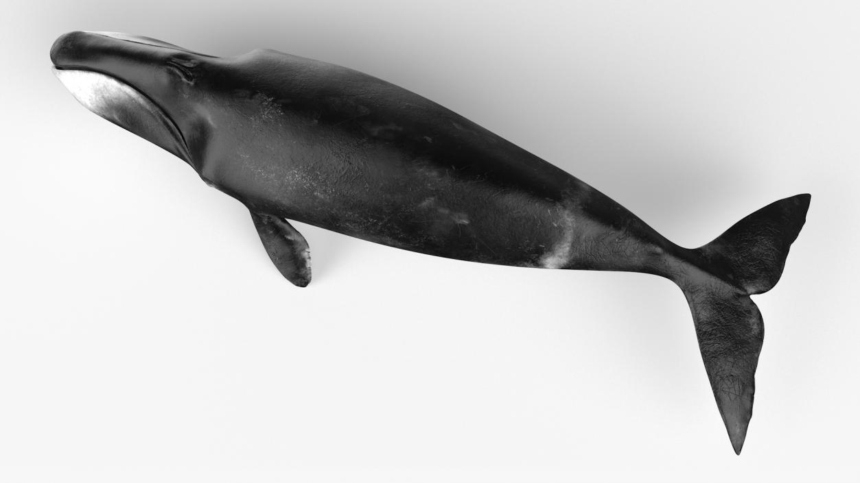 3D Bowhead Whale model