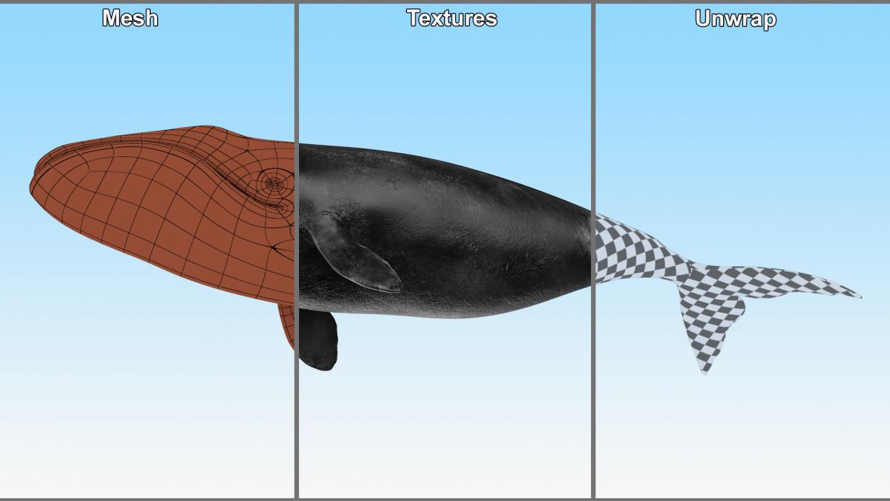 3D Bowhead Whale model