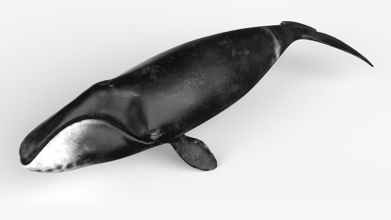 3D Bowhead Whale model