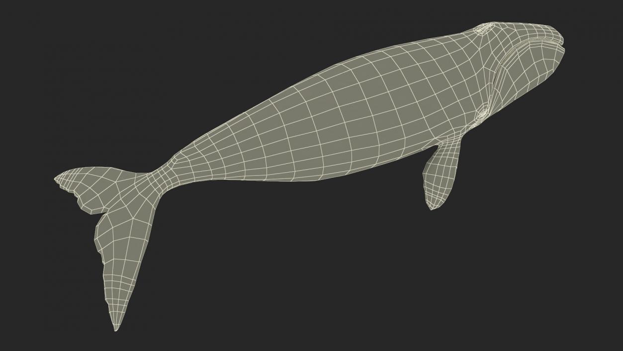 3D Bowhead Whale model