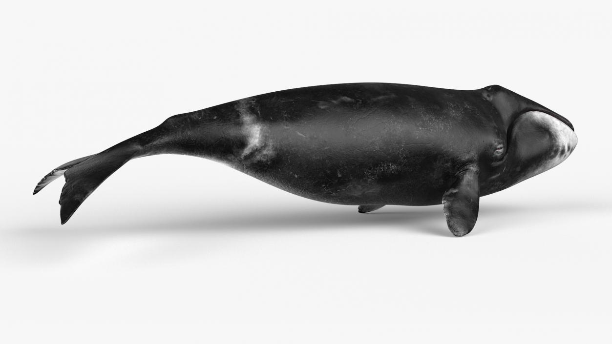 3D Bowhead Whale model