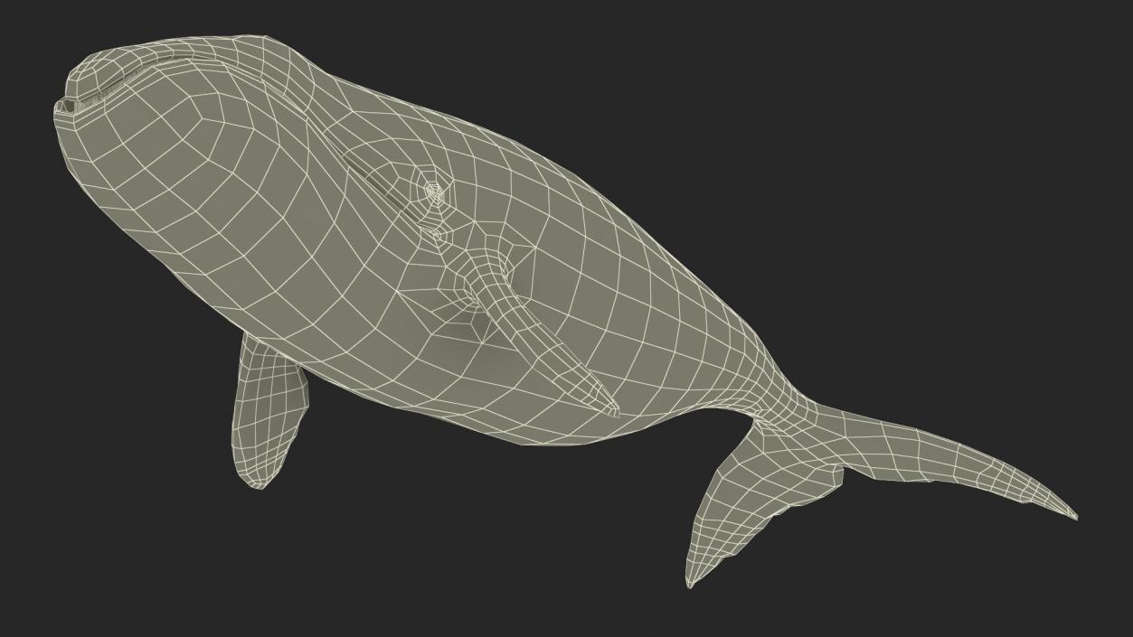 3D Bowhead Whale model