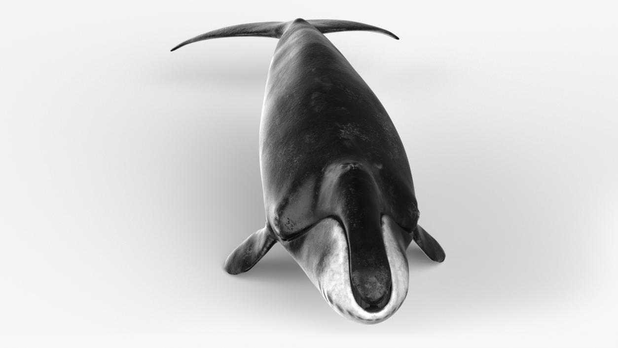 3D Bowhead Whale model